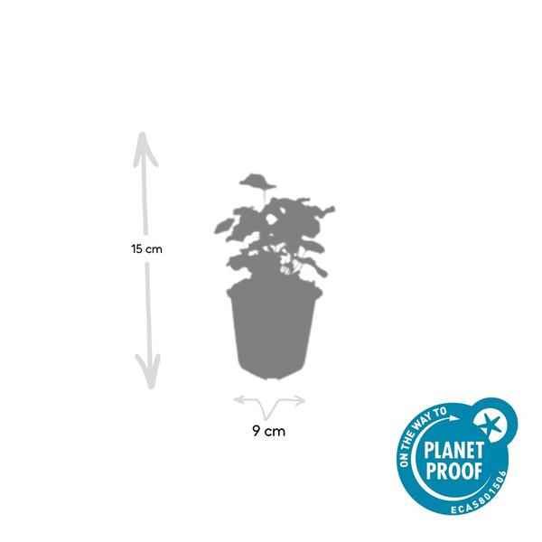 Image of Weicher Frauenmantel Alchemilla mollis – ↕10-25cm – Ø9cm – 6 Pflanzen – Bodendecker & Staude für Beete, schattige Plätze & Garten-3