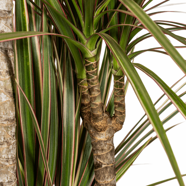 Image of Dracaena Marginata Bicolor – Drachenbaum – Ø21cm – ↕110-130cm – Elegante Zimmerpflanze mit zweifarbigen Blättern – Pflegeleicht & luftreinigend-3