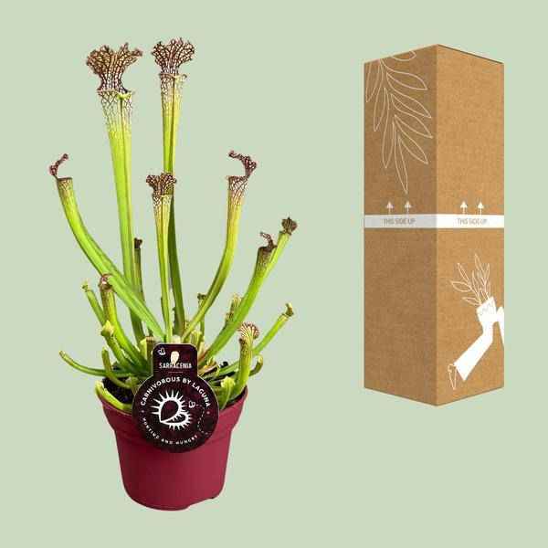 Image of Fleischfressende Pflanze – Sarracenia Farnhamii – Ø12cm – ↕40cm – Exotische Schlauchpflanze für Innenräume – Pflegeleichte Karnivore Zimmerpflanze-2