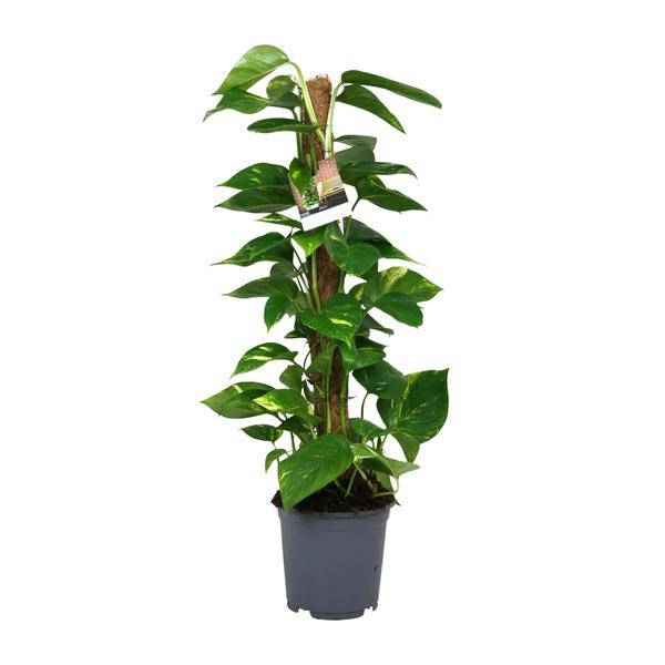 Image of Efeutute Scindapsus Epipremnum – Ø19cm – ↕80cm – Pflegeleichte Rankpflanze & luftreinigende Zimmerpflanze-0