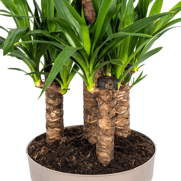 Image of Yucca Elephantipes Zimmerpflanze Ø30cm ↕100cm – pflegeleichte Grünpflanze für Wohnzimmer, Büro & helle Standorte kaufen-1
