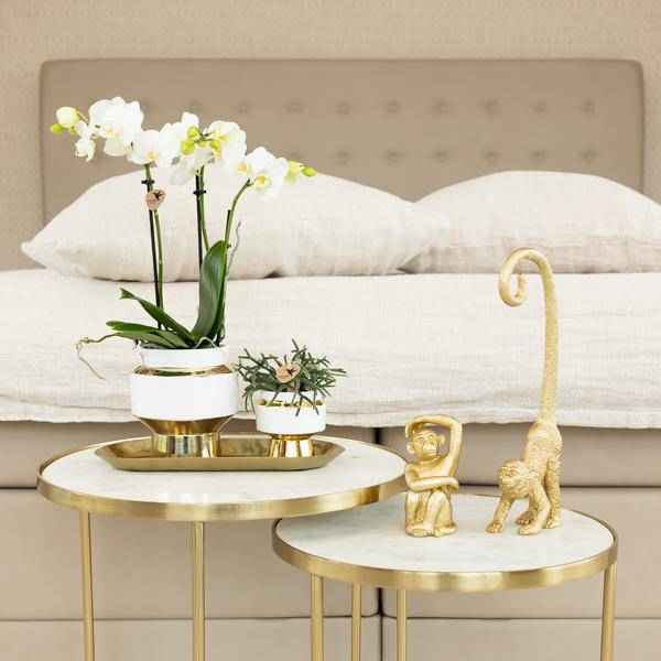 Image of Le Chic Blumentopf Zimmerpflanze Ø9cm mit dekorativem Übertopf – blühende Orchidee für Wohnzimmer, Büro & helle Standorte kaufen-1