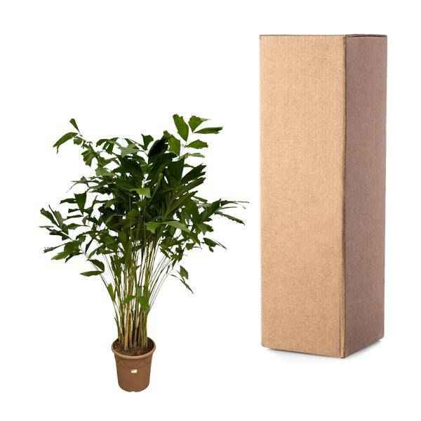 Image of Caryota Mitis – Fischschwanzpalme – Zimmerpflanze ↕210cm – Ø40cm – Tropische Rarität mit gefiederten Blättern – XXL Palme für Zimmer & Büro-2