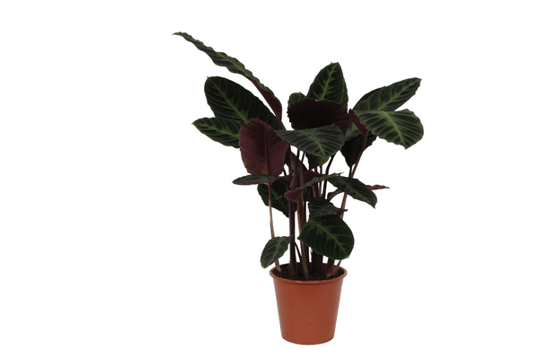 Image of Calathea Warscewiczii – Korbmarante – Zimmerpflanze – ca. 80cm hoch – Ø19cm – Tropische Blattschmuckpflanze-0