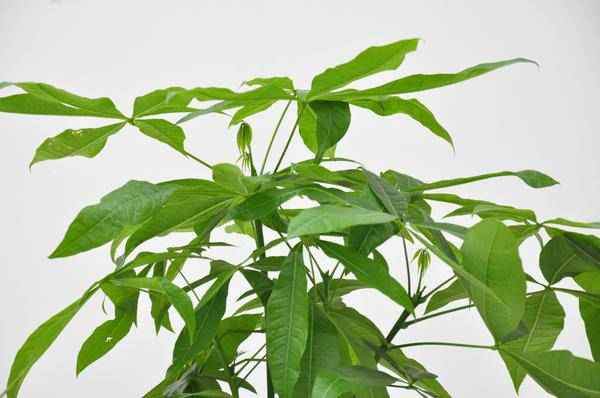 Image of Glückskastanie – Pachira Aquatica – Zimmerpflanze 110cm – Ø21cm – Geldbaum mit geflochtenem Stamm – Exotische Grünpflanze für Wohnzimmer & Büro-1