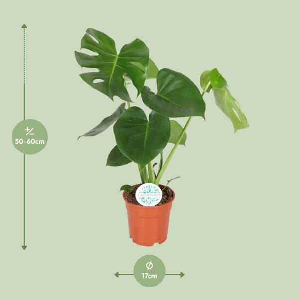 Image of Fensterblatt Monstera Minima Zimmerpflanze Ø17cm ↕55cm – pflegeleichte Grünpflanze für Wohnzimmer, Büro & helle Standorte kaufen-1