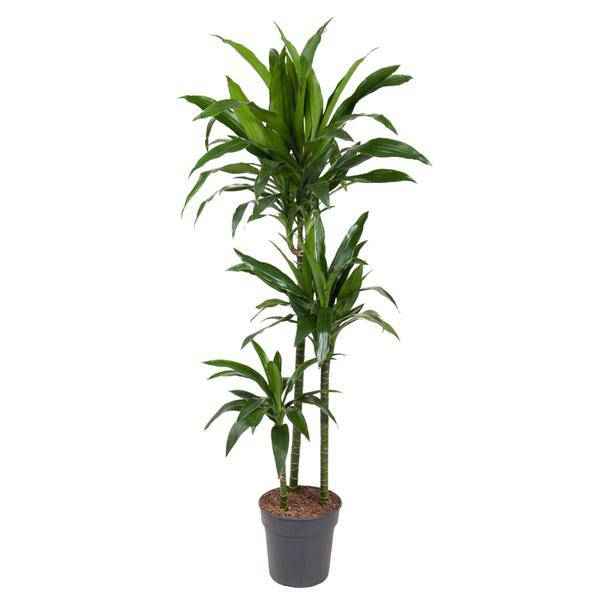 Image of Drachenbaum Zimmerpflanze Ø24cm ↕150cm – pflegeleichte Grünpflanze für Wohnzimmer, Büro & helle Standorte kaufen-0