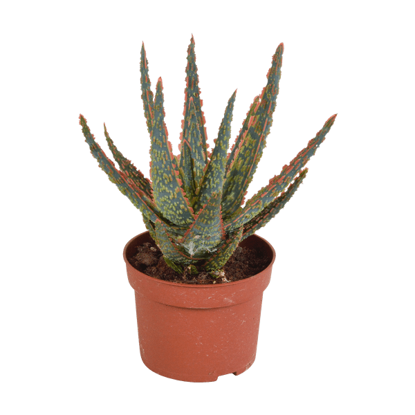 Image of Sukkulente Aloe Zebrina Dannyz – Zimmerpflanze Ø10,5cm – Sternförmige Blätter mit orangefarbenen Akzenten – Pflegeleicht & dekorativ-0