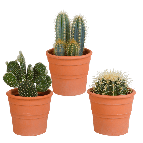 Image of Sukkulenten & Kakteen Mix 3 Pflanzen Ø10,5cm – pflegeleichtes Pflanzen Set für Urban Jungle, Fensterbank, Wohnzimmer & Büro-0