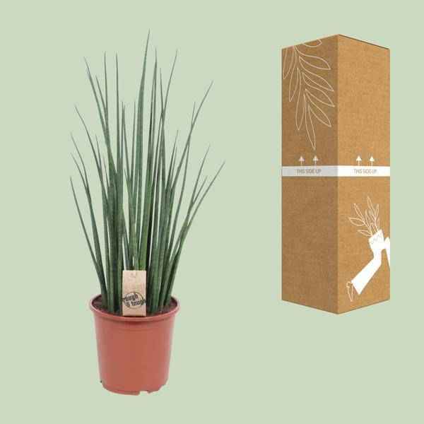 Image of Bogenhanf – Sansevieria Mikado – Zimmerpflanze – Ø19cm – ↕70cm – Schwiegermutterzunge – pflegeleicht & luftreinigend-2