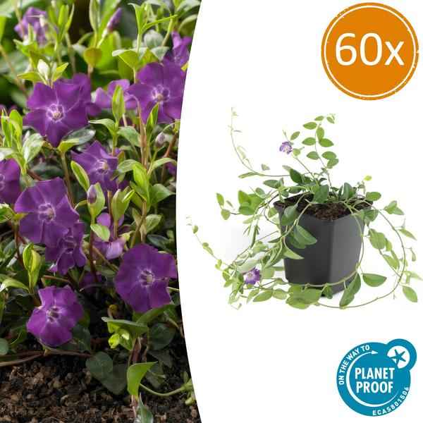 Image of Immergrün – Vinca minor 'Atropurpurea' – ↕10-25cm – Ø9cm – 60 Pflanzen – Lila Bodendecker – Sonne & Schatten – Pflegeleicht