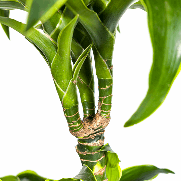 Image of Dracaena Deremensis Dorado – Drachenbaum – Ø24cm – ↕120-140cm – Elegante Zimmerpflanze mit dunkelgrünen Blättern & gelbem Rand-3