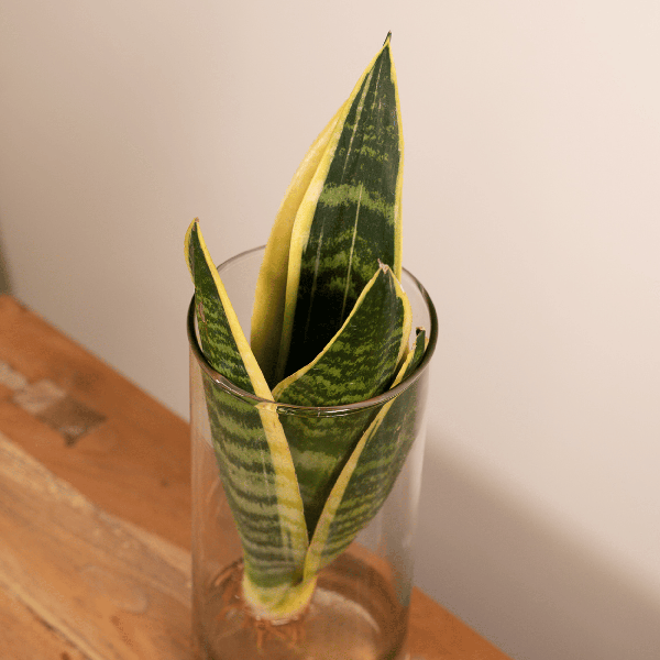 Image of Sansevieria im Glaszylinder – Ø12cm – ↕30cm – Pflegeleichte Zimmerpflanze im dekorativen Glasgefäß – Luftreinigend & robust-2