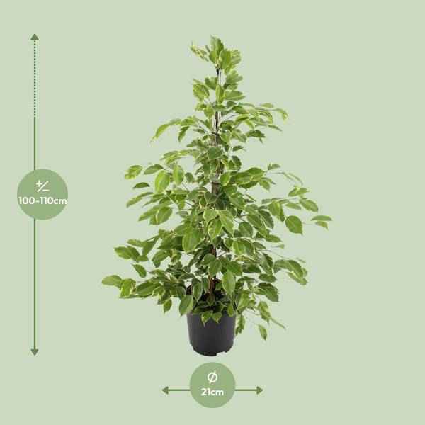 Image of Birken-Feige Ficus benjamina Goldenking – Zimmerpflanze – Ø21cm – Ca. 95cm – Glänzende Blätter – Pflegeleicht – Für Halbschatten & Innenräume