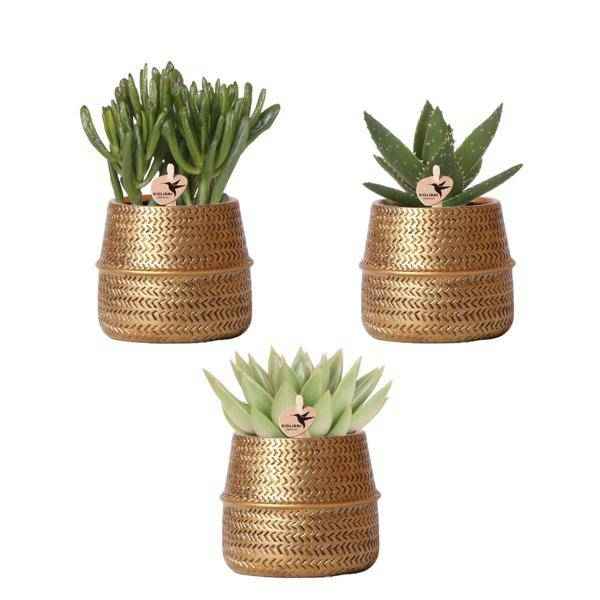 Image of Pflanzenset mit 3 Sukkulenten – Inkl. Keramik – Ziertöpfe – Ø9cm Topf – Pflegeleichtes Mini – Set für Fensterbank, Schreibtisch & Regal-0