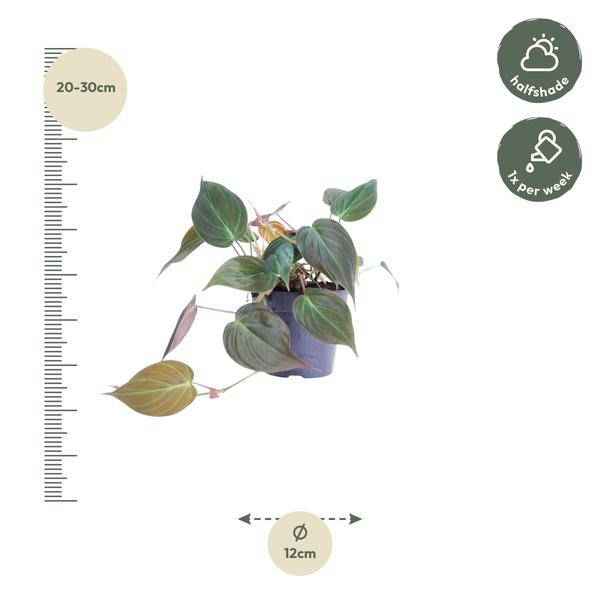 Image of Philodendron scandens Micans – Baumfreund – Zimmerpflanze ↕25cm Ø12cm – Herzblatt – Philodendron mit samtigen Blättern – Hänge