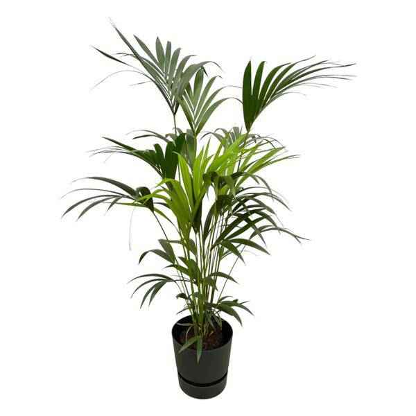 Image of Kentia Palme – Forstersche Kentia – Zimmerpflanze ca. 160cm – Ø30cm – inkl. Pflanzgefäß Greenville Schwarz – Tropische XL