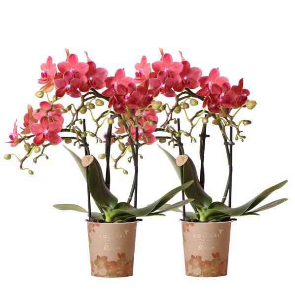 Image of Rote Phalaenopsis Orchideen Zimmerpflanze Ø9cm – blühende Orchidee für Wohnzimmer, Büro & helle Standorte kaufen-0