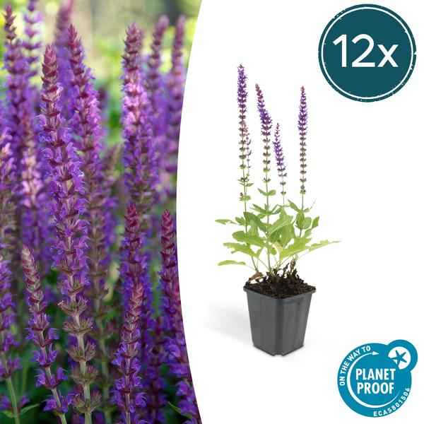 Image of Blüten – Salbei Salvia nemorosa 'Ostfriesland' – ↕10-25cm – Ø9cm – 12 Pflanzen – Lila Blüten von Mai – Juni – Pflegeleichte Staude für Garten & Beete-1