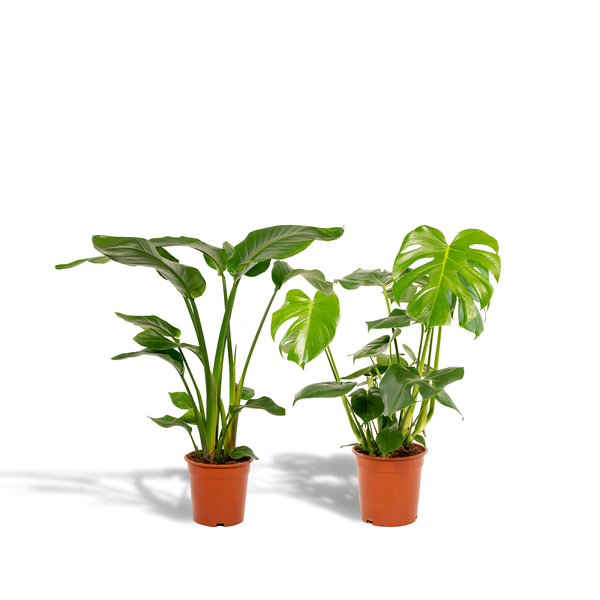 Image of Pflanzenset Strelitzia Nicolai & Monstera Deliciosa Ø19cm Ø21cm ↕75cm – pflegeleichtes Pflanzen Set für Urban Jungle, Fensterbank, Wohnzimmer-0
