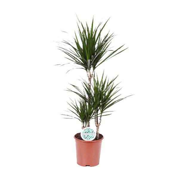 Image of Drachenbaum Dracaena Marginata Zimmerpflanze Ø21cm ↕115cm – pflegeleichte Grünpflanze für Wohnzimmer, Büro & helle Standorte kaufen-0