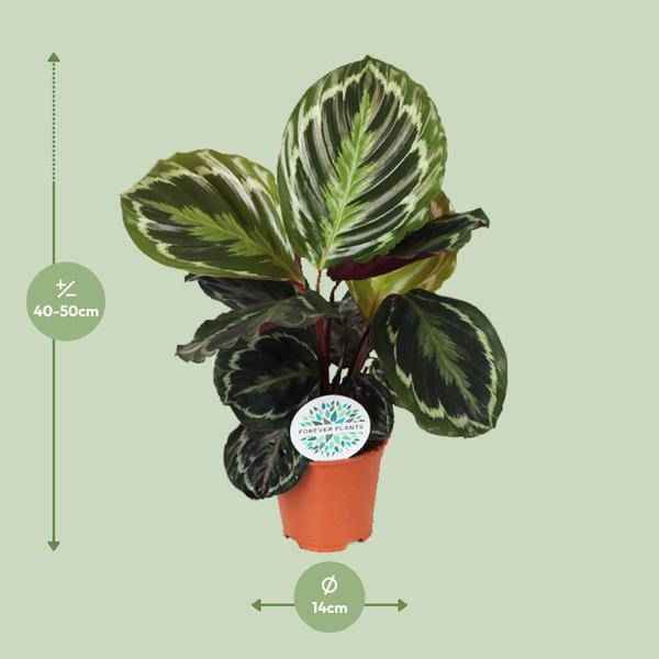 Image of Korbmarante Calathea Medaillon – Zimmerpflanze Ø14cm ca. 45cm hoch – Exotische Blattpflanze mit lebhaften Mustern – Pflegeleicht im Halbschatten-1