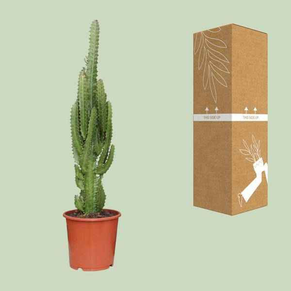 Image of Dreikantige Wolfsmilch Euphorbia Trigona Zimmerpflanze Ø17cm ↕70cm – pflegeleichte Sukkulente für Wohnzimmer, Büro & helle Standorte kaufen-2