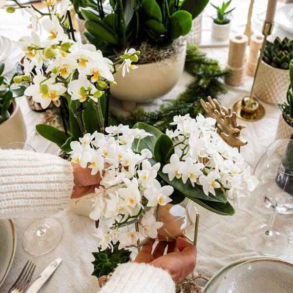 Image of Weiße Orchidee 'Nazaré' Zimmerpflanze Ø9cm – blühende Orchidee für Wohnzimmer, Büro & helle Standorte kaufen-4