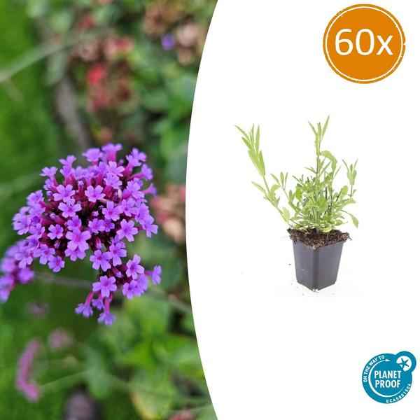 Image of Verbena bonariensis – 60 Pflanzen – Patagonisches Eisenkraut – Luftige Staude mit Lila Blüten – Schmetterlings – & Bienenzierde-1