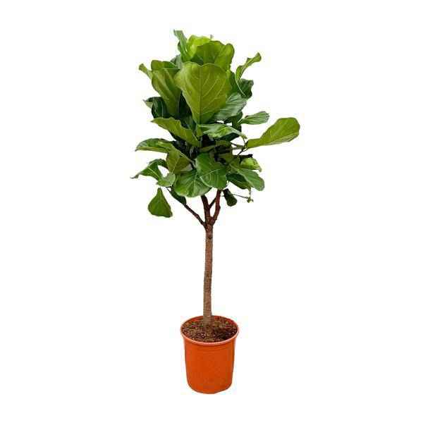 Image of Geigen – Feige – Ficus Lyrata – Zimmerpflanze 180cm – Ø30cm – Designpflanze mit großen geigenförmigen Blättern – Pflegeleicht-0