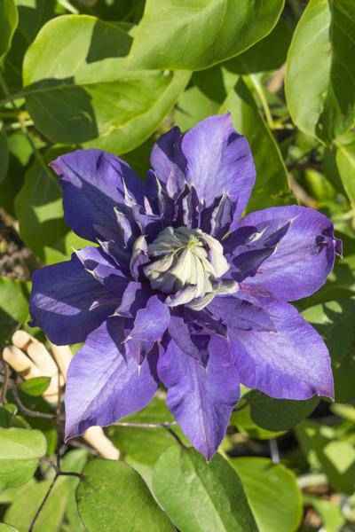 Image of Waldrebe Clematis Multi Blue Kletterpflanze Ø15cm ↕65cm – winterharte Pflanze für Garten, Balkon, Terrasse, Kübel & Beet online kaufen