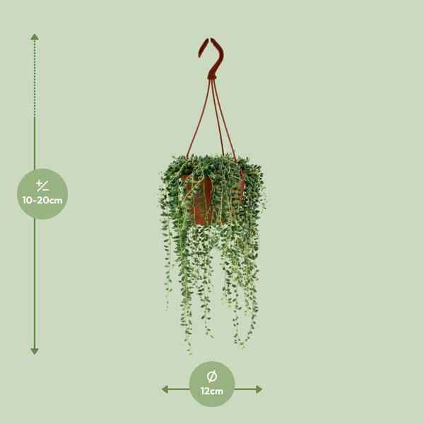 Image of Erbsenpflanze Senecio Herreianus Zimmerpflanze Ø12cm ↕20cm – pflegeleichte Sukkulente für Wohnzimmer, Büro & helle Standorte kaufen-1