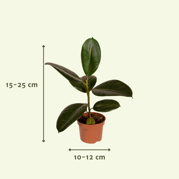 Image of Außenseiterbox 8 Pflanzen Ø12cm – pflegeleichtes Pflanzen Set für Urban Jungle, Fensterbank, Wohnzimmer & Büro-2