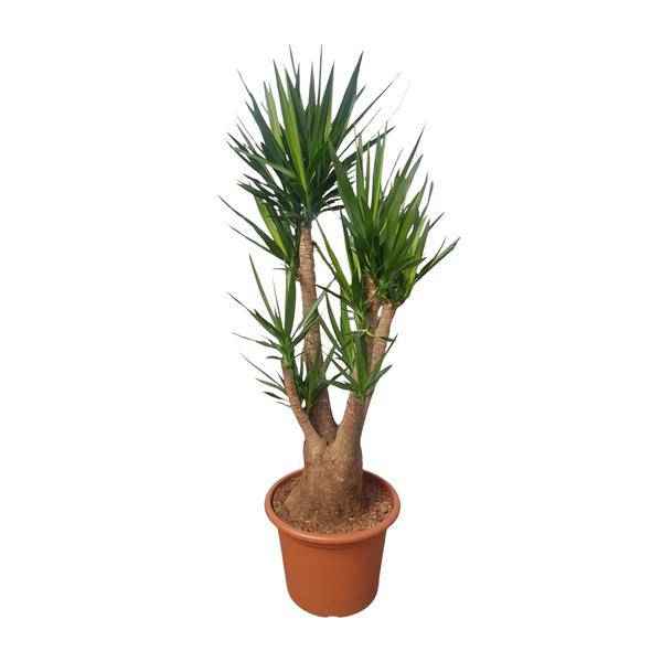 Image of Riesen – Palmlilie – Yucca Elephantipes verzweigt – Zimmerpflanze 190cm – Ø55cm – Tropische Grünpflanze für Wohnzimmer, Büro & Wintergarten-0