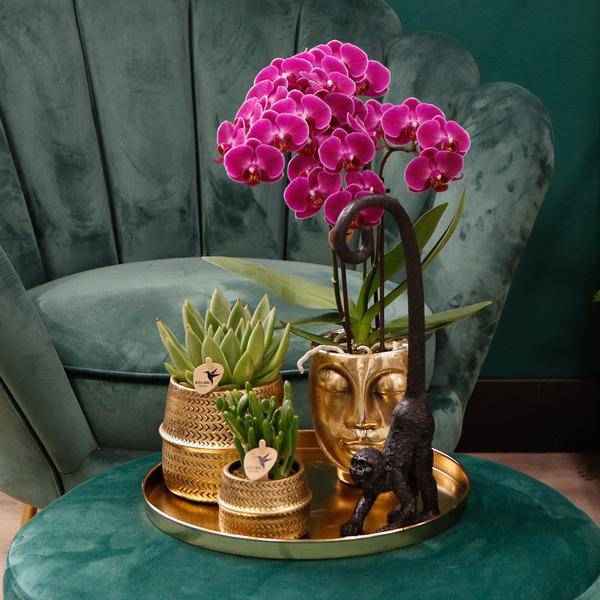 Image of Phalaenopsis Orchideen Morelia Lila – 4 Orchideen – Zimmerpflanze Ø9cm – Orchideen mit 2-3 Blütenstielen – exotische Blütenpracht für Zuhause & Büro-2