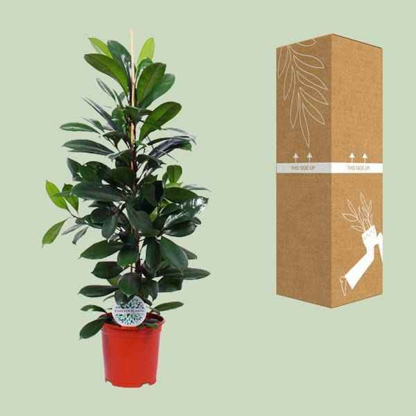 Image of Gummibaum Ficus Cyathistipula – Zimmerpflanze Ø21cm – ca. 105cm hoch – pflegeleichte tropische Pflanze für Wohnzimmer, Büro & Innenraumbegrünung-2