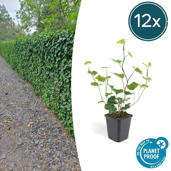 Image of Hedera hibernica – Großblättriger Irischer Efeu – Ø9cm – ↕10-25cm – 12 Pflanzen – Vielseitiger Kletter – & Bodendecker