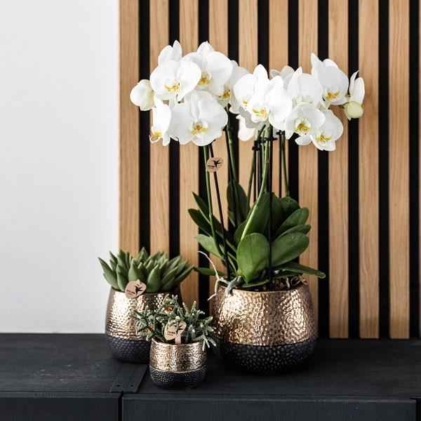 Image of Blumentopf Elite Kupfer – Ø9cm – Moderner Keramik Übertopf – Dekorativer Pflanztopf für kleine bis mittelgroße Zimmerpflanzen – Stilvolle Innendeko-4