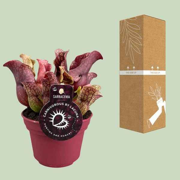 Image of Schlauchpflanze – Sarracenia – Ø12cm – ↕20cm – Fleischfressende Zimmerpflanze – Exotische Karnivore für Zuhause & Büro – Pflegeleicht & dekorativ