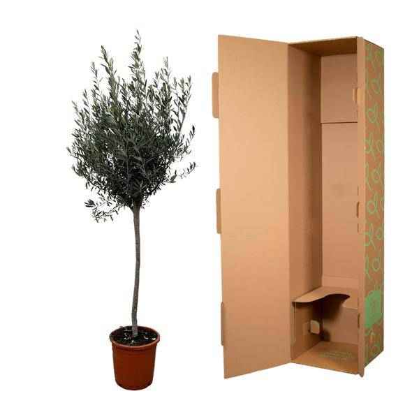 Image of Olivenbaum Gartenpflanze Ø24cm ↕160cm – Pflanze für Garten, Balkon, Terrasse, Kübel & Beet online kaufen