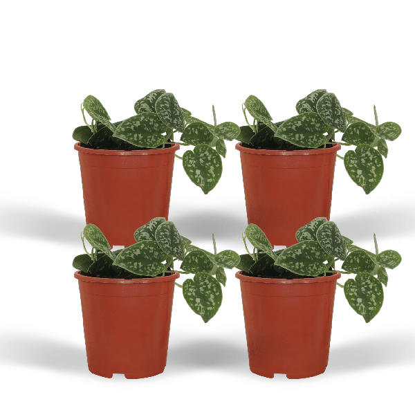 Image of Efeutute Scindapsus pictus Epipremnum Zimmerpflanze Ø12cm – pflegeleichte Grünpflanze für Wohnzimmer, Büro & helle Standorte kaufen-0