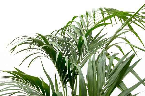 Image of Kentia-Palme – Howea forsteriana – 180 cm hoch – Ø24 cm – Elegante Zimmerpalme – Luftreinigend & pflegeleicht – Für Wohnzimmer, Büro & Wintergarten