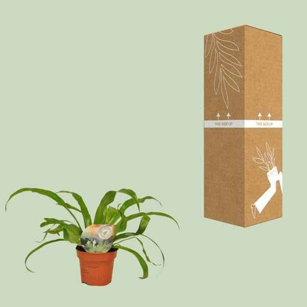 Image of Nestfarn Asplenium Antiquum – Zimmerpflanze – Ø12cm – ↕30cm – Nierenfarn mit eleganten Wedeln-2