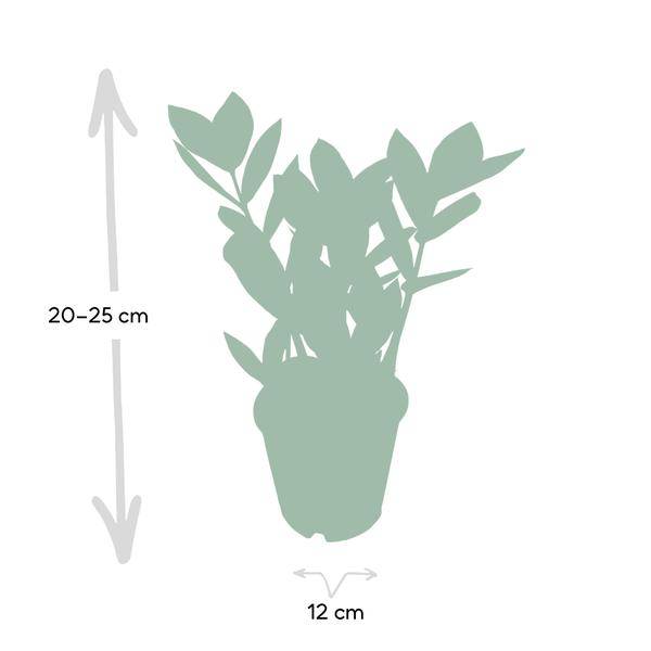 Image of Glücksfeder Zamioculcas – Pflegeleichte Zimmerpflanze – Höhe ca. 35cm – Ø12cm – Immergrün & robust – Für Büro & Wohnung-3