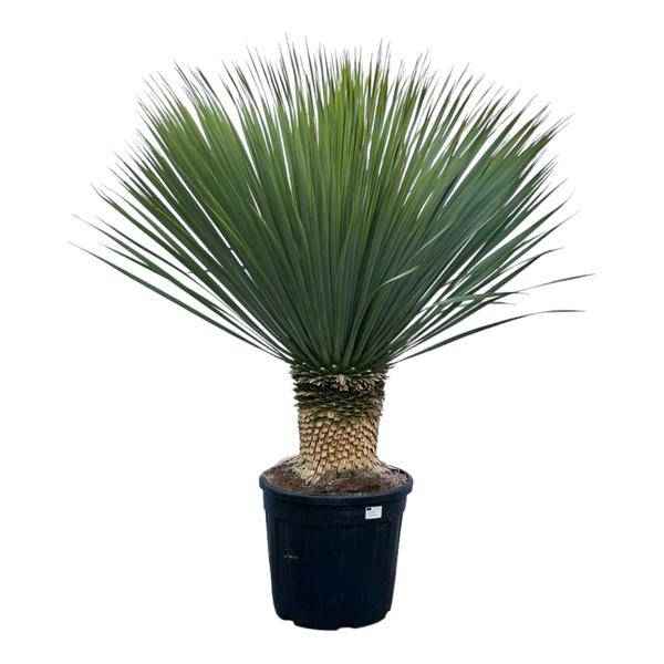 Image of Yucca Rostrata – Palmlilie – Zimmerpflanze – ↕140cm – Ø45cm – Exotische Wüstenpflanze – Pflegeleicht & trockenheitsresistent – Für Innen-0
