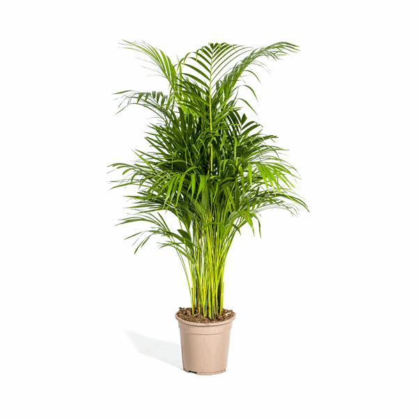 Image of Dypsis Areca Lutescens – Goldpalme Ø21cm – Höhe 100-120cm – Luftreinigende Zimmerpflanze mit federartigen Blättern – Tropische Areca-0