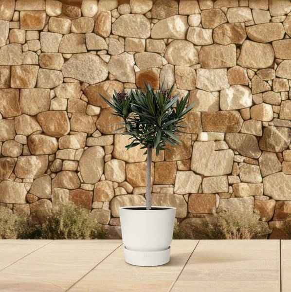 Image of Rosenlorbeer Gartenpflanze Ø22cm ↕90cm – Pflanze für Garten, Balkon, Terrasse, Kübel & Beet online kaufen-3