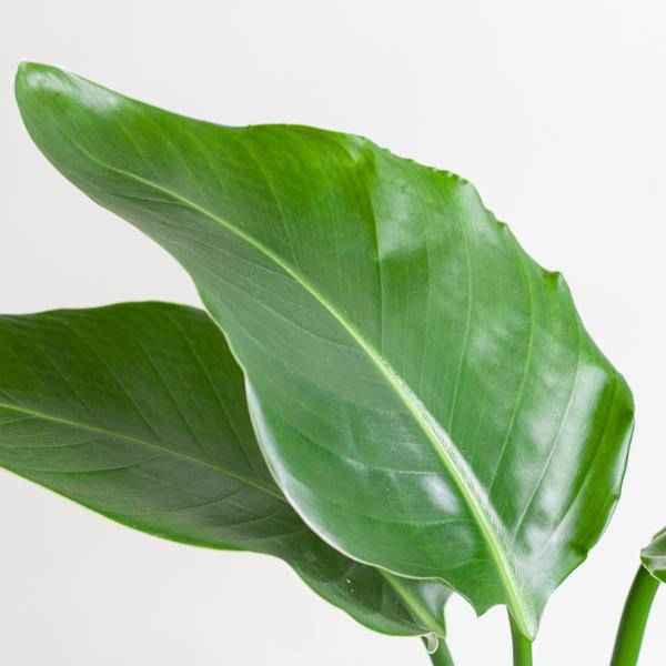 Image of Strelitzia Nicolai – Baum – Strelitzie – Zimmerpflanze – 80cm hoch – Ø21cm – inkl. Übertopf – Paradiesvogelpflanze, tropisches Grün, pflegeleicht-3