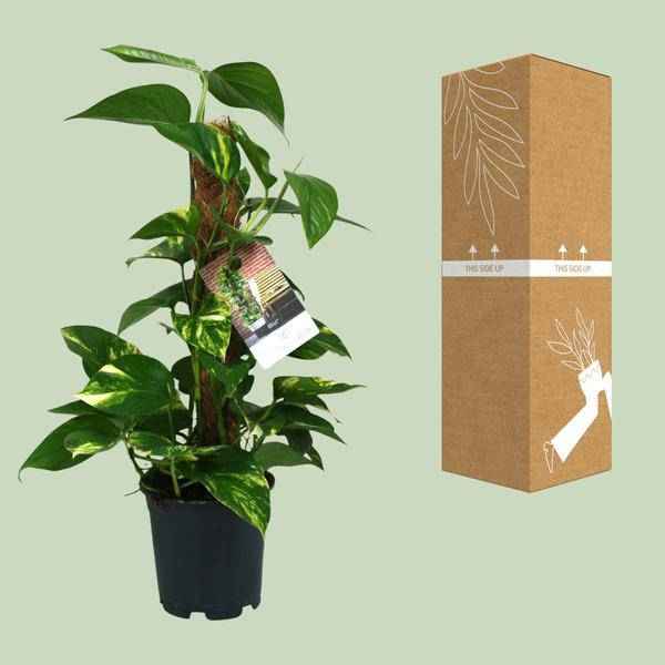 Image of Efeutute – Scindapsus Epipremnum – Zimmerpflanze – Ø15cm – ↕50cm – Rankende Grünpflanze mit üppigem Laub – Pflegeleicht & luftreinigend-2