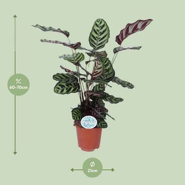 Image of Pfauen-Korbmaranthe Calathea Makoyana – Zimmerpflanze Ø21cm – ca. 70cm hoch – Pflegeleichte, dekorative Zimmerpflanze mit auffälligem Blattmuster-1